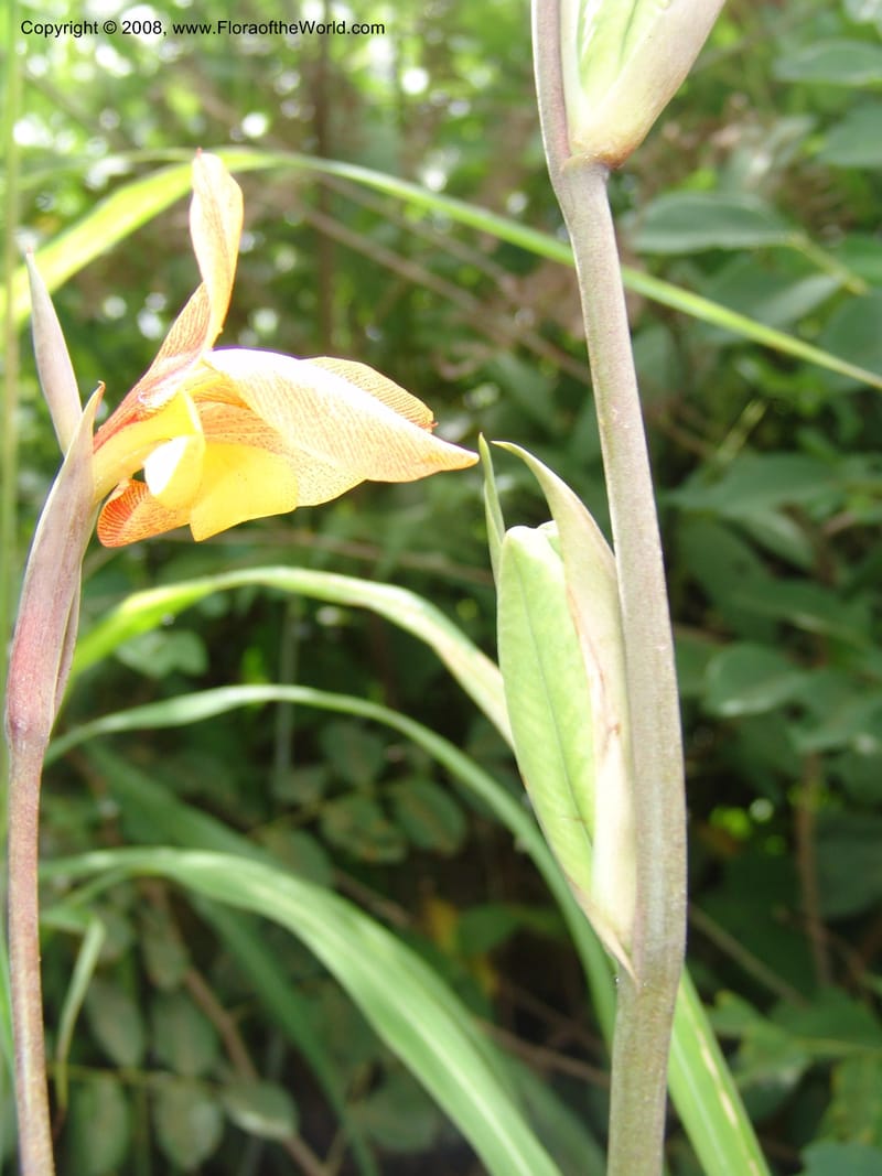 Gladiolus dalenii, R.Gereua6836--Tanz. Mzelezi For. Res.  Mahenge-Sali. 15 Feb 06. 037.jpg