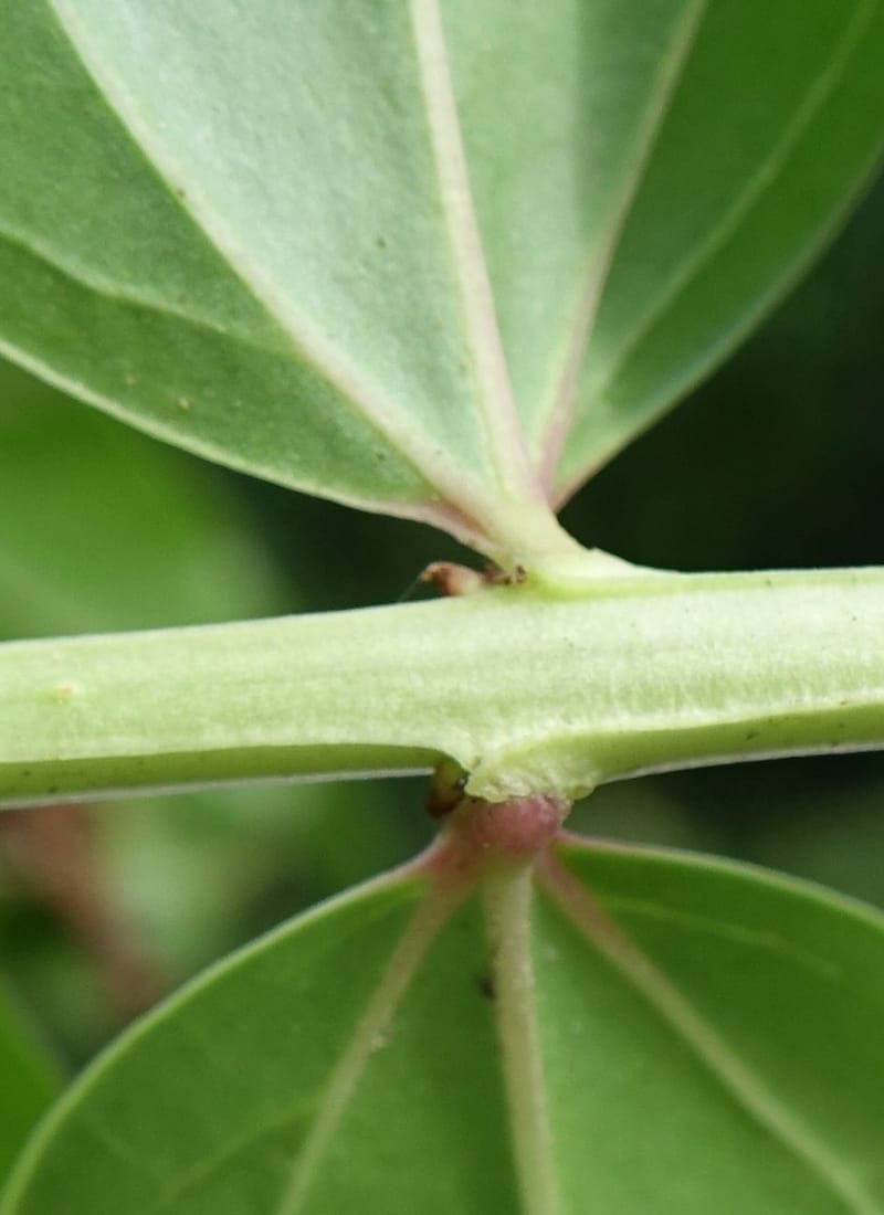 Coriaria japonica, Tseng Yu-Hsin 1320--Taiwan. SW of Nanshan on highway 7. 20 May 2016. DSC03339 (165).JPG