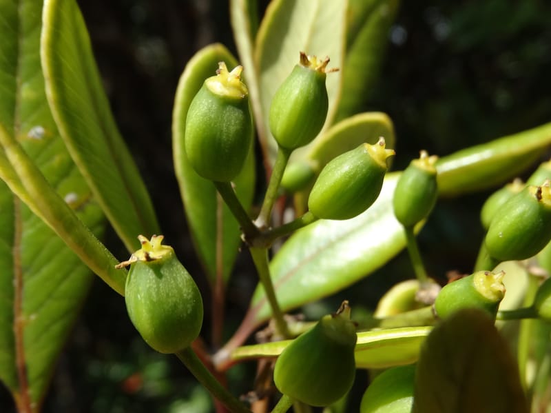 Plerandra elongata, Lowry, P 7374--New Caledonia. Mont Dzumac. 12 Nov 2015. DSC01563 (358).JPG