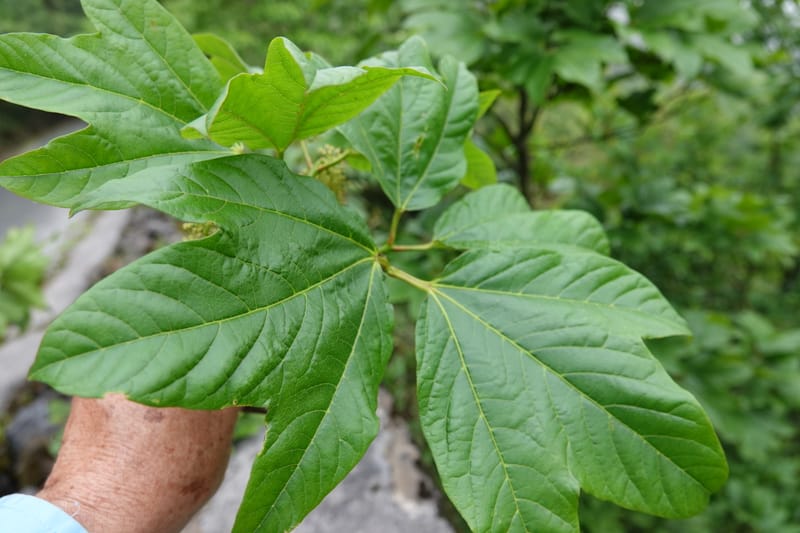 Acer davidii, D. Boufford 44097--China. Yunnan. Ci Wu Duan Rd. Stop 2. 29 Apr 2018. DSC00344 (131).JPG