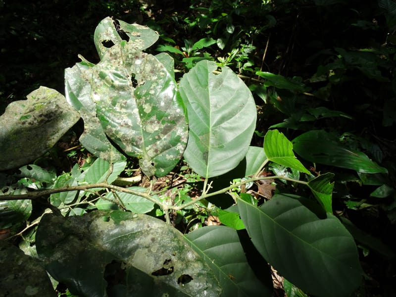 Octoknema, Davidson, C 12386--Cameroon. Bakengili Trail, Mt. Cameroon. 24 Mar 2014. DSC03587 (201).JPG