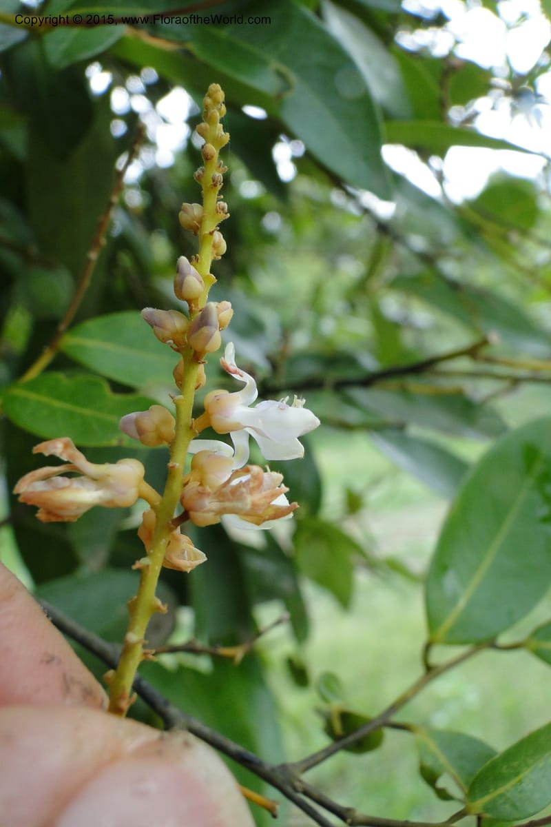 Xanthophyllum, Regalado 1969--Viet Nam. Forest Block 19. 15 May 2011. 220 (10).jpg