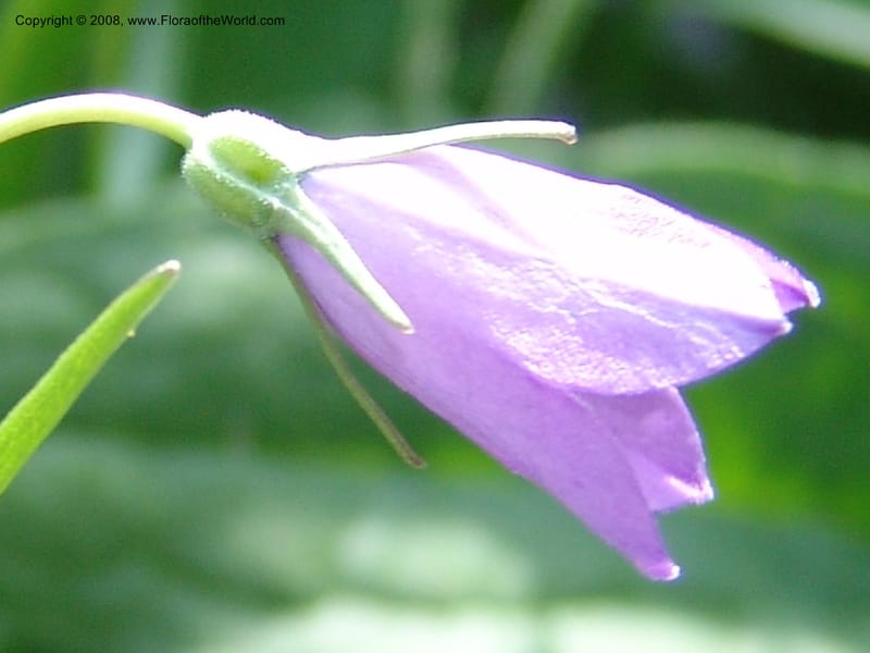 Campanula parryi, CDavidson10982--ID. Idaho Co. Rocky slope S. of Josephine Lake.  25 Jul 06. 149.jpg
