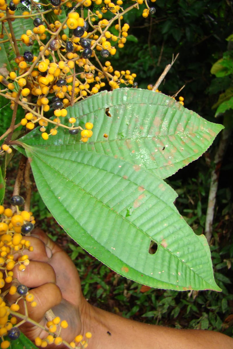 Miconia, Vasquez 34785--Peru. Loreto. Dist. Nauta. Miraflores, Rio Tigre. 10 Nov 08. 277.jpg