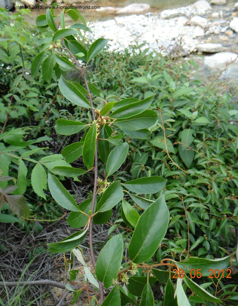 Actinidia lanceolata, Li Pan 1205287--China, Zhiyuan,ShunXi, 28 May 2012 331 (12).JPG