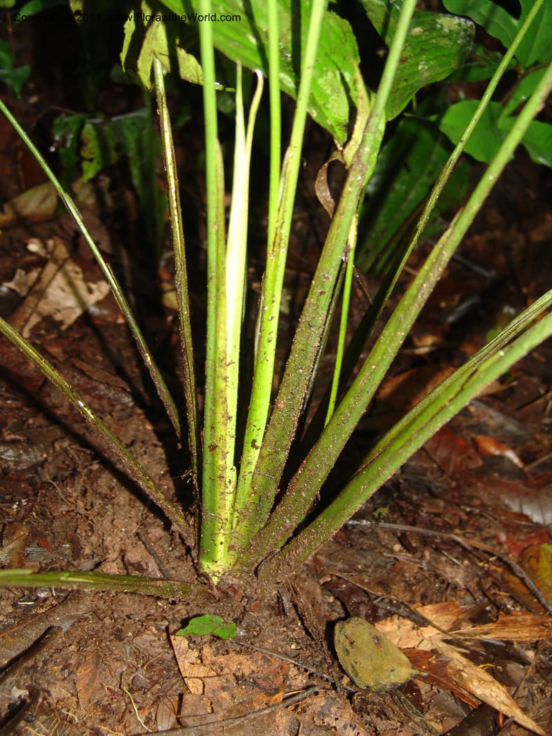 Spathiphyllum, RVasquez31588--Peru. Prov.  Oxa. Estac. Paujil. Camino  Pozo Tigre. 17 Oct 06. 375.jpg