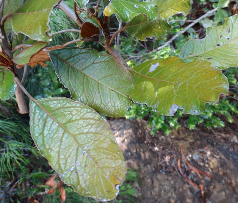 Argophyllum, Lowry, P 7423--New Caledonia. PinPin. 20 Nov 2015. DSC03938 (58).JPG