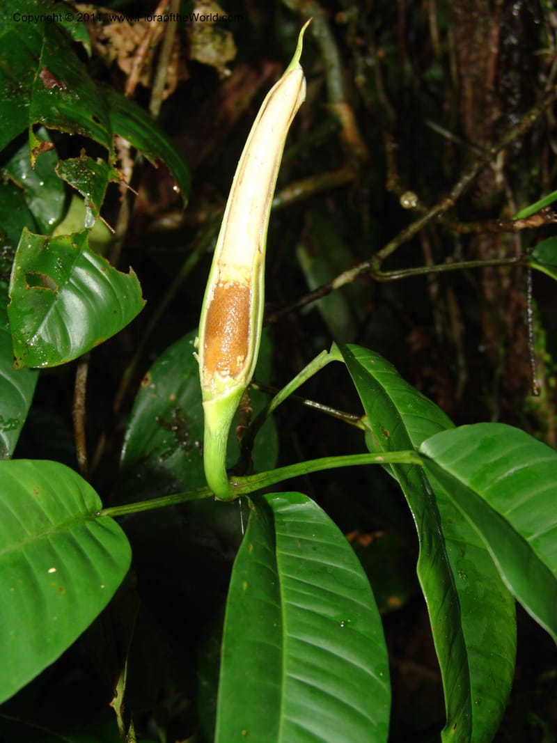 Philodendron, RVasquez31577--Peru. Prov.  Oxa. Estac. Paujil. Camino  Pozo Tigre. 17 Oct 06.207.jpg
