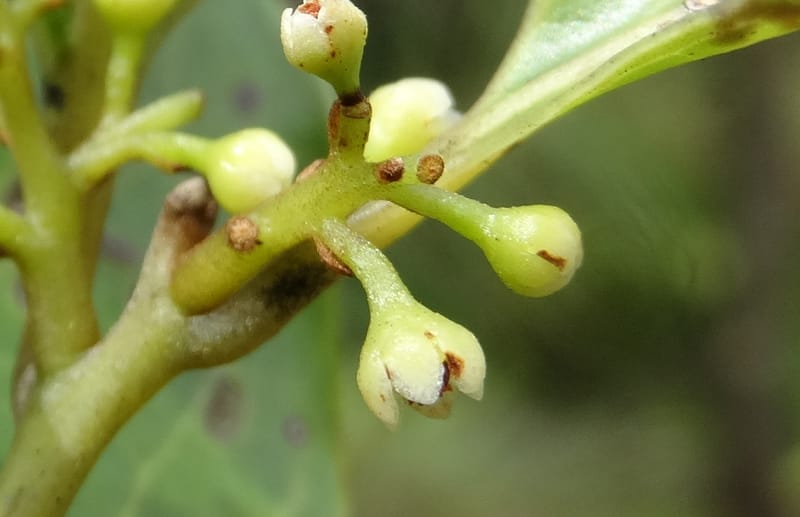 Endiandra monticola, Munzinger, J 7345--Fiji. Delaikoro Mtn. 3 Nov 2015. DSC08393 (351).JPG