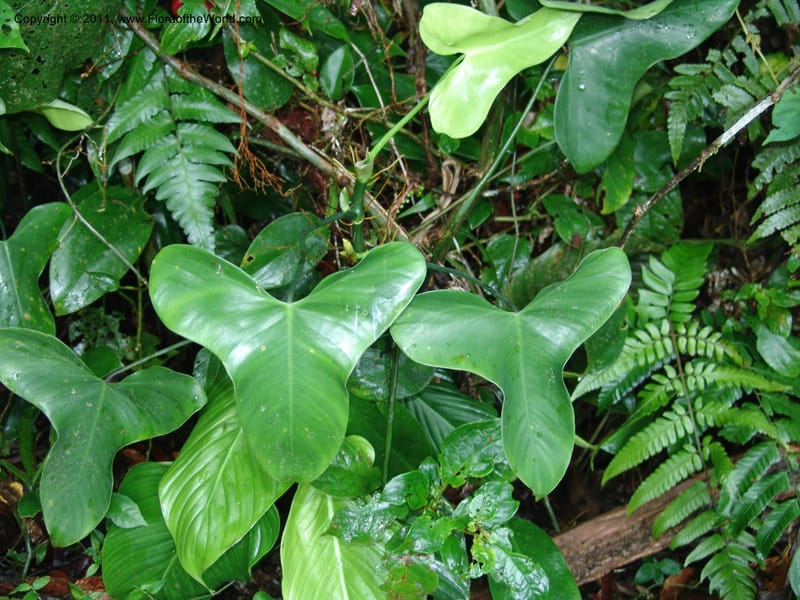 Philodendron deltoideum, RVasquez 31576--Peru. Prov.  Oxa. Estac. Paujil. Camino  Pozo Tigre. 17 Oct 06. 203 (11).jpg