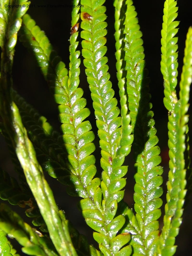 Lycopodium, M. Asanza N. 1994--Ecuador. Prov. Zam. Ch. Podocarpus N. Pk. 26 Sep 07. 151 (4).jpg