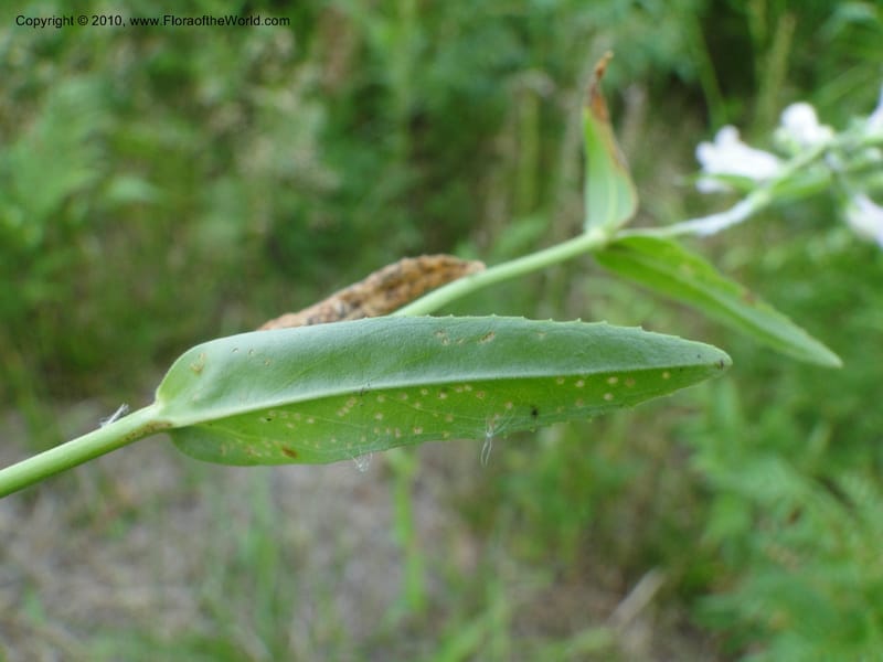 Penstemon laevigatus, Mori, S 27407, USA, North Carolina, Pender Co., Hwy 117, 3.9 miles N of Burgaw, 21 May 201 (6).JPG