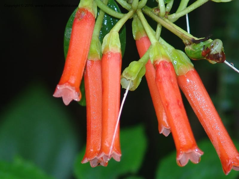 Macleania, Croat94625--Ecuador. Prov. Pichincha. Reserva Bellavista. 14 Feb 05. 276.jpg