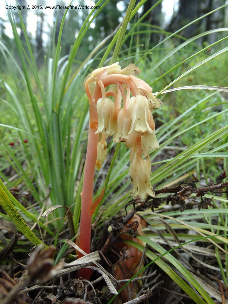 Monotropa hypopitys, Davidson, C 12626--ID. Idaho Co. S of Steamboat Summit. 5 Aug 2014. DSC00156 (216).JPG