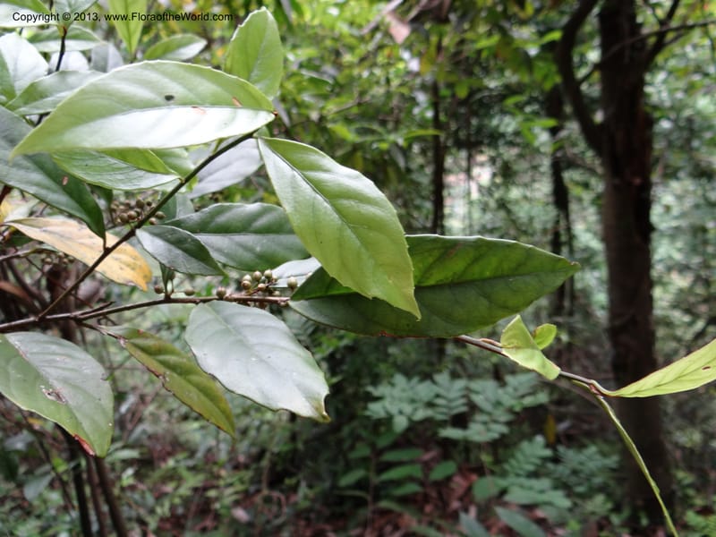 Maesa japonica, Davidson, C 12004--China. Anhui Prov. San Qing Shan. 4 Jun 2012. DSC01825 (125).JPG