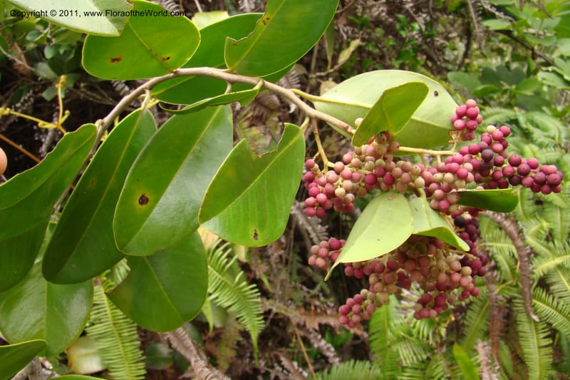 Embelia, Rogers 1228--Madagascar. Prov. Fianarantsoa. Manakara-Irondro.15 Jan 09. 016.jpg