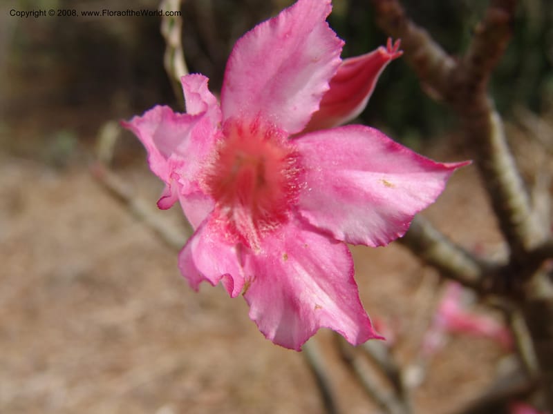 Adenium obesum--Tanzania. Hwy B1, 25 km SE of Kifaru. 28 Jun 04. 287.jpg