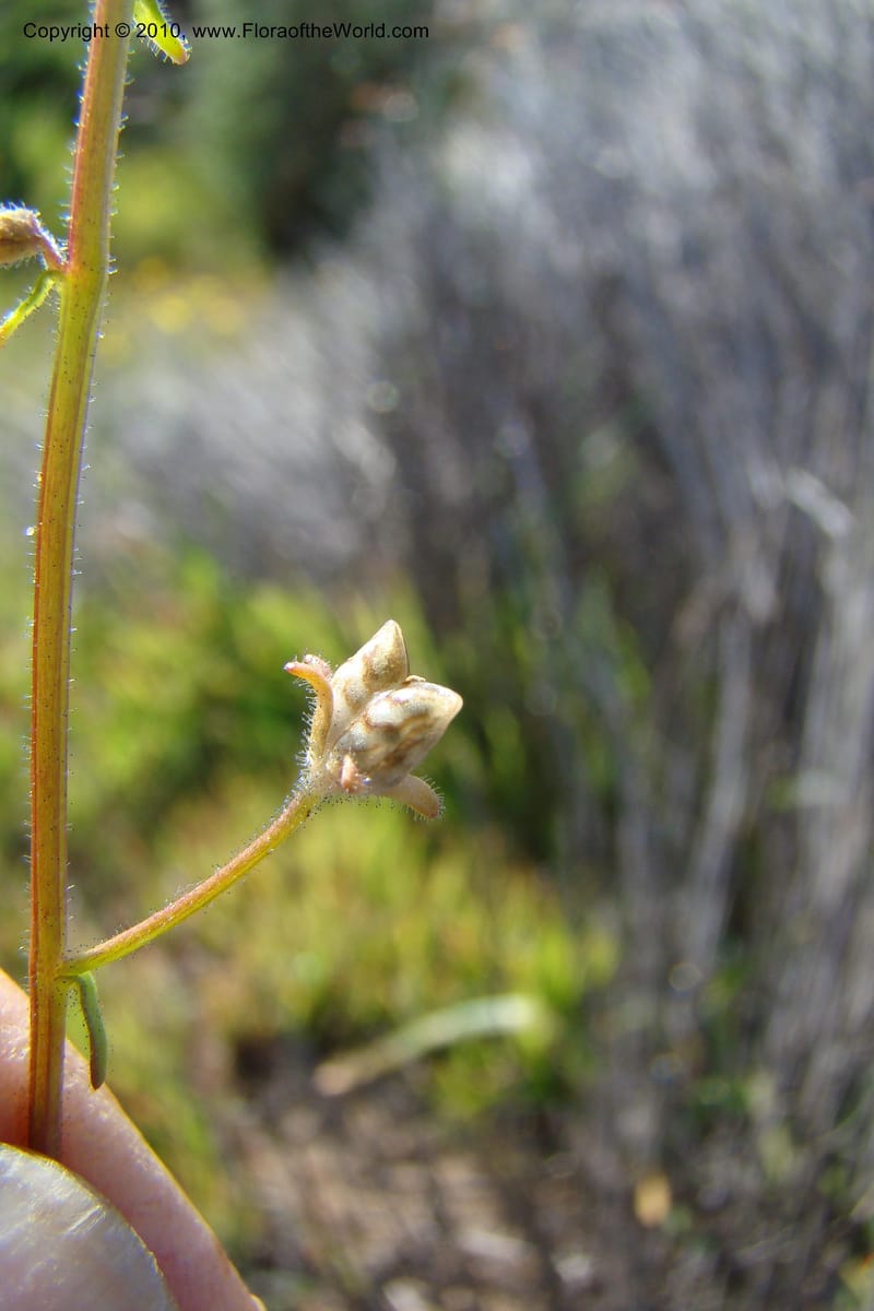 Nemesia cheiranthus, C. Davidson 11523--South Africa. Northern Cape. Papkuilsfontein. 25 Aug 09. 216 (11).jpg