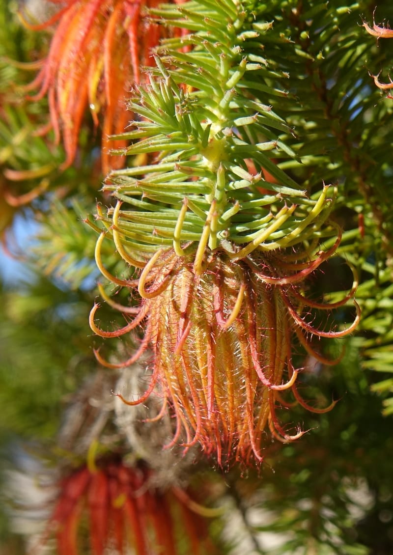 Darwinia, Davidson, C 13419A--Australia. W.A. Tootbardie Rd.-Coorow Rd. 23 Oct 2016. DSC04758 (29).JPG