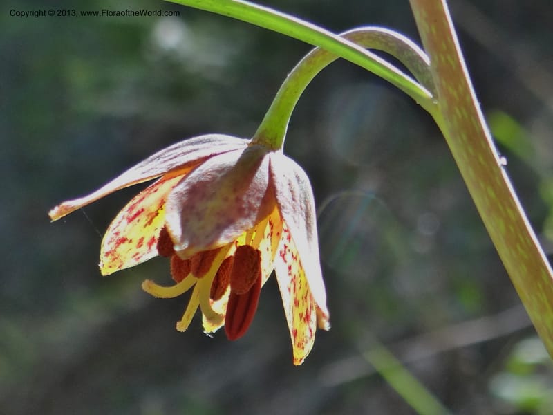Fritillaria atropurpurea, Davidson, C 12131--Calif. Nevada Co. 19 Apr 2013. DSC03185 (9).JPG