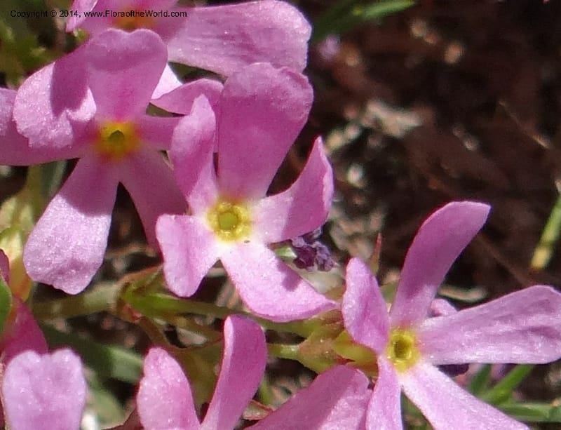 Douglasia, Davidson, C 12194--ID. Boise Co. Scott Mtn. Lookout Road. 18 Jun 2013. DSC06609 (85).JPG