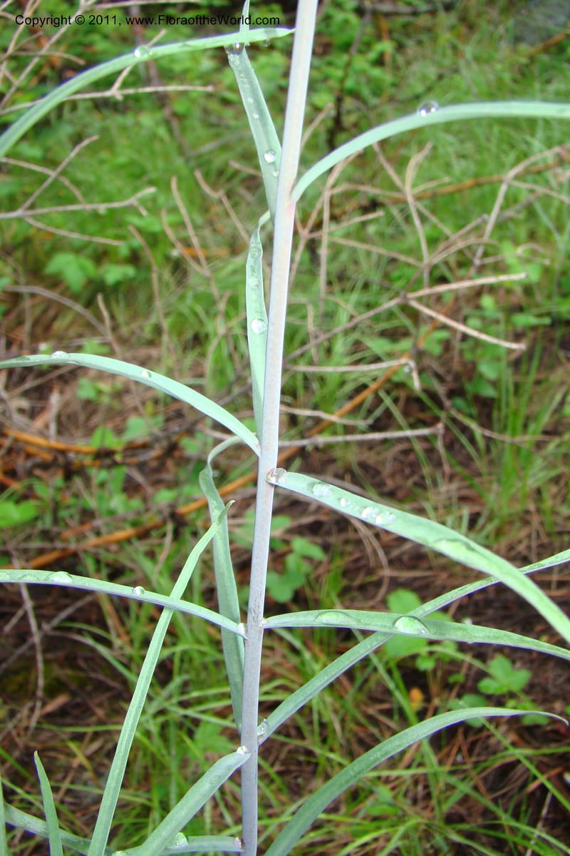 Fritillaria atropurpurea, C. Davidson 11437--Idaho. Valley Co. Payette Lake. Sylvan Beach. 7 June 2009. 042.jpg