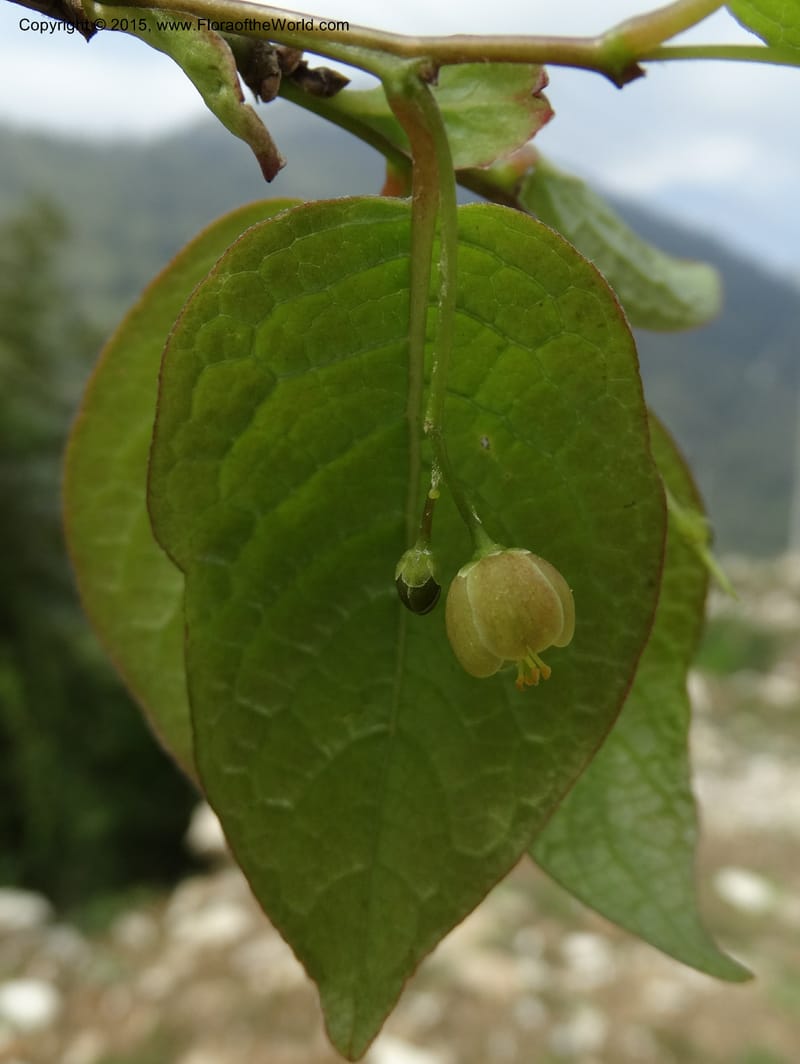 Sabia, Boufford, D 43677--China. Sichuan. GuoBaYan, HanBaiYu Shan. 12 May 2014. DSC05373 (88).JPG
