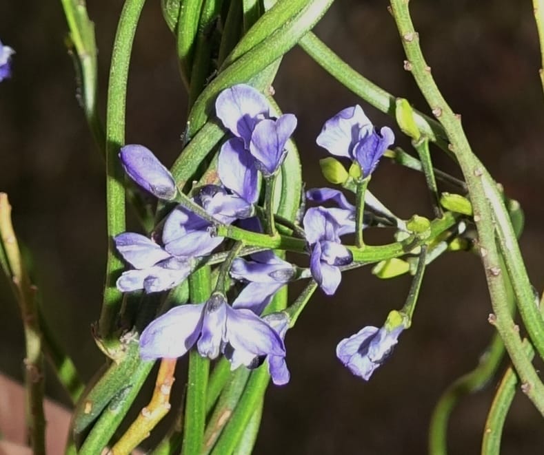 Comesperma volubile, Gray, B 9749--Australia. W. A. S of Sterling Range Rd. on Red Gum Pass Rd. 30 Oct 2016. DSC06952 (28).JPG