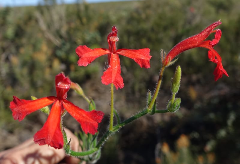 Leschenaultia hirsuta, Davidson, C 13418--Australia. W.A. Tootbardie Rd.-Coorow Rd. 23 Oct 2016. DSC04758 (24).JPG