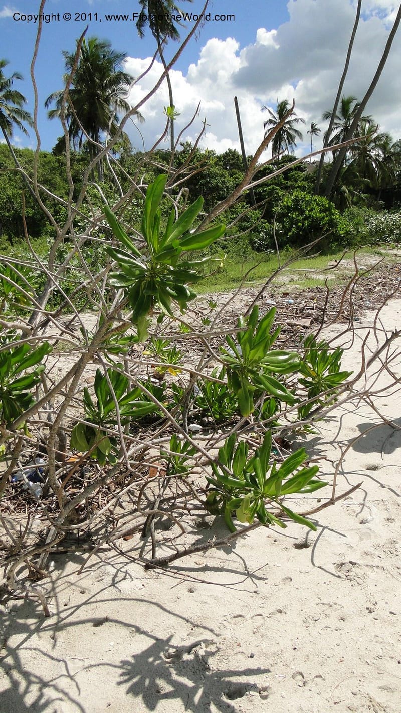 Scaevola taccada, R. Gereau 7169--Tanzania. Beach near Bagamoyo Country Club. 8 May 2010. 209 (38).jpg