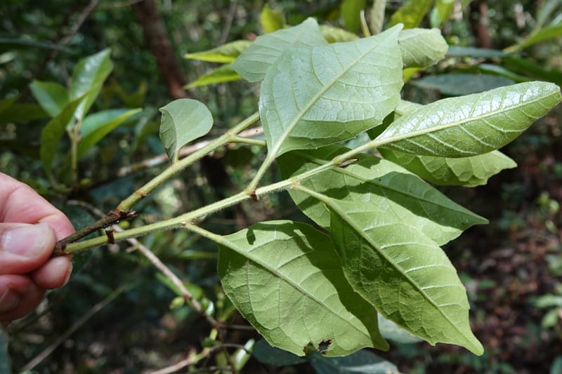 Aporosa dioica, D. Boufford 44137--China. Yunnan. Pu Wen to Da Du Gang on G213. 4 May 2018. DSC01724 (187).JPG