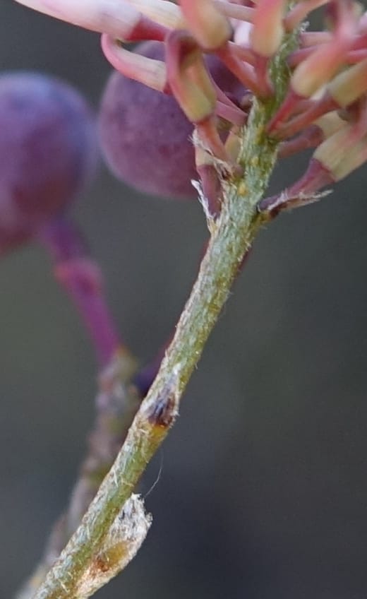 Grevillea endlicheriana, Davidson, C 13385--Australia. W.A. Hay Flat Rd. 22 Oct 2016. DSC03956 (6).JPG