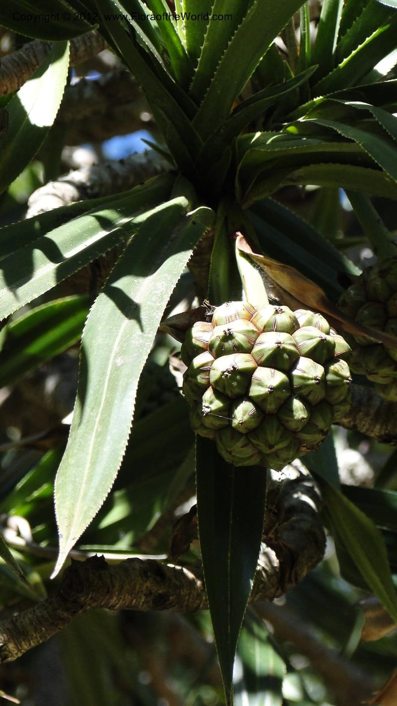 Pandanus vandamii--Madagascar. Tsimbazaza. 30 April 2010 002 (3).jpg