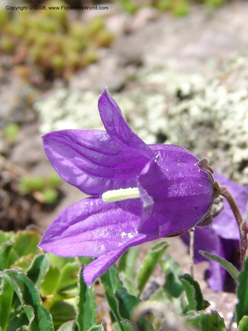 Campanula auscheri--Georgia. Vic. of Tskhrats'karo Pass. 7 Jun 05. 348.jpg