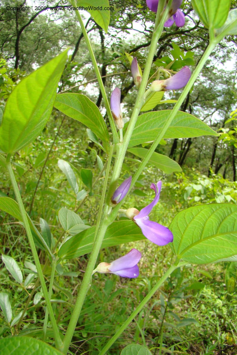 Dolichos kilimandscharica ssp. k., RGereau6999--Tanz. Mbeya R. Distr. Pungaluma Hills. 23 Jan 08. 205.jpg