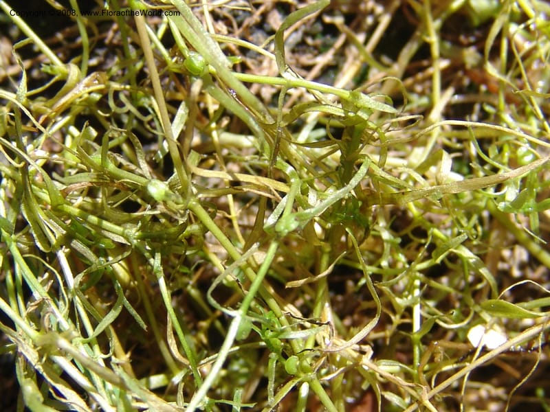 Callitriche heterophylla Pursh, CDavidson11094--ID. Idaho Co. Dredge ponds W of Warren. 8 Jul 07. 029.jpg