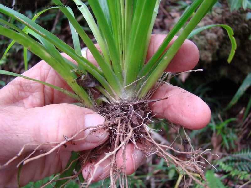 Campynemanthe, Munzinger, J 4843--New Caledonia, Dogny, 19 Nov 2007,  063 (10).jpg