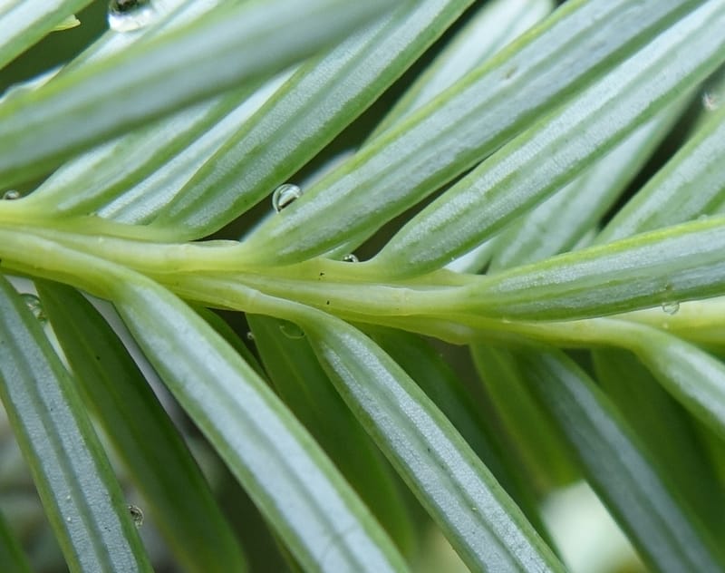 Tsuga chinensis, Tseng Yu-Hsin 1332--Taiwan. Taroko Nat. Park. Mt. Bilu Trail. 21 May 2016.  (187).JPG