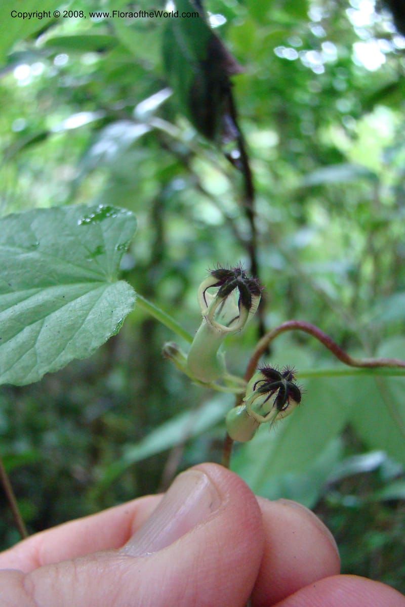 Ceropegia, WKindeketa2973--Tanz. Rungwe Distr. Rungwe For. Res. 24 Jan 08. 085.jpg