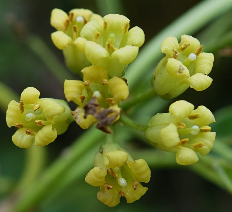 Pittosporum daphniphylloides, Tseng Yu-Hsin 1318--Taiwan. SW of Nanshan on highway 7. 20 May 2016. DSC03339 (102).JPG