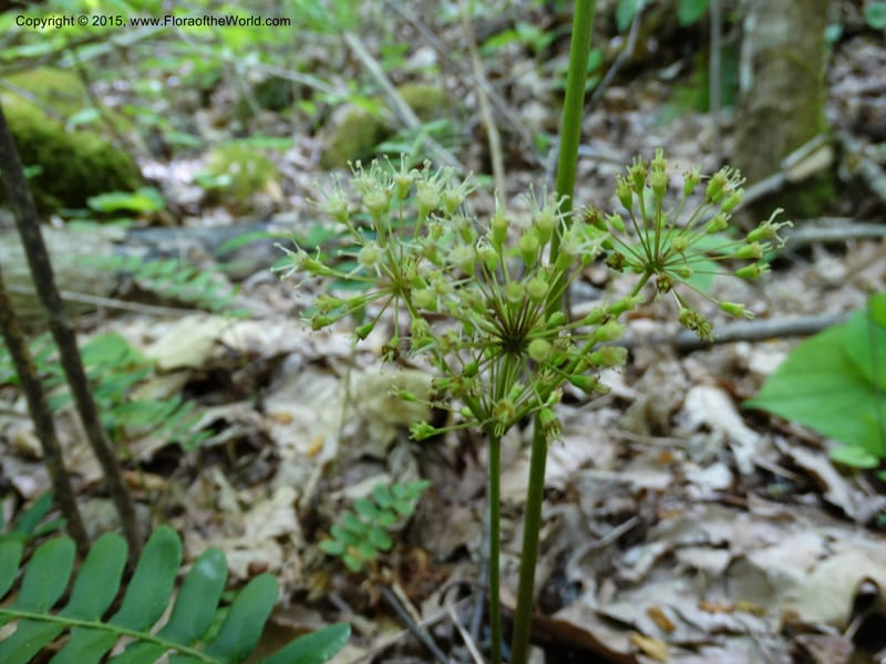 Aralia nudicaulis, Davidson, C 12999--North Carolina. Macon Co. Horse Cove Rd. 14 May 2015. DSC05455 (5).JPG