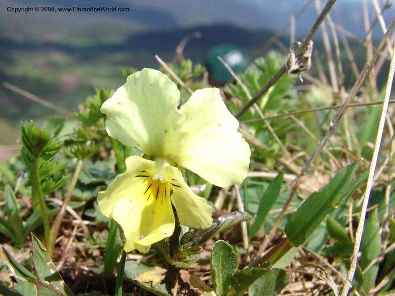 Viola oreades--Georgia. Vic. of Tskhrats'karo Pass. 7 Jun 05. 029.jpg
