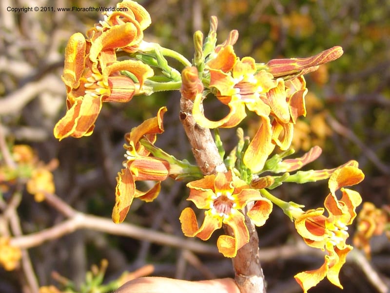 Strophanthus boivinii, ROR1482--Madag. Orangea For. Res. near Antsiranana. 5 Nov 06. 599.jpg