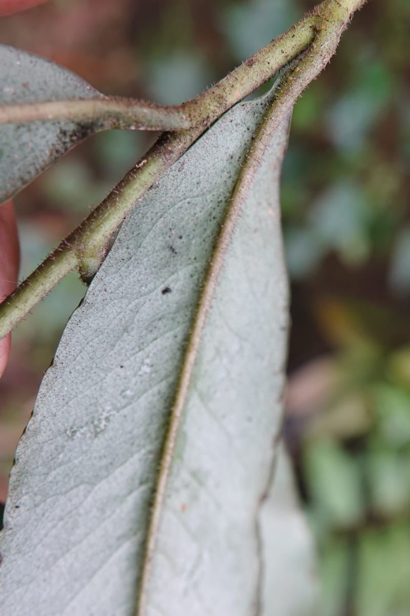 Ardisia virens, D. Boufford 44152--China. Yunnan. Bam Po village. 5 May 2018. DSC02406 (242).JPG