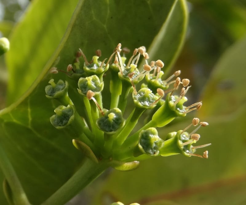 Myodocarpus involucratus, Lowry, P 7375--New Caledonia. Mont Dzumac. 12 Nov 2015. DSC01563 (537).JPG