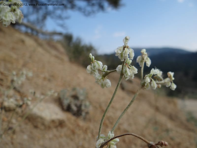 Eriogonum strictum var. proliferum, Davidson, C 12096--ID. Owyhee Co. Silver City. 20 Aug 2012. DSC04305 (68).JPG