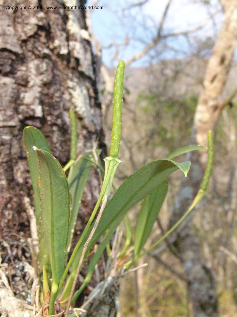 Anthurium beckii, AAraujoM2985--Bolivia. N of Apolo. Rio Machariapu. 18 Sep 06.442.jpg