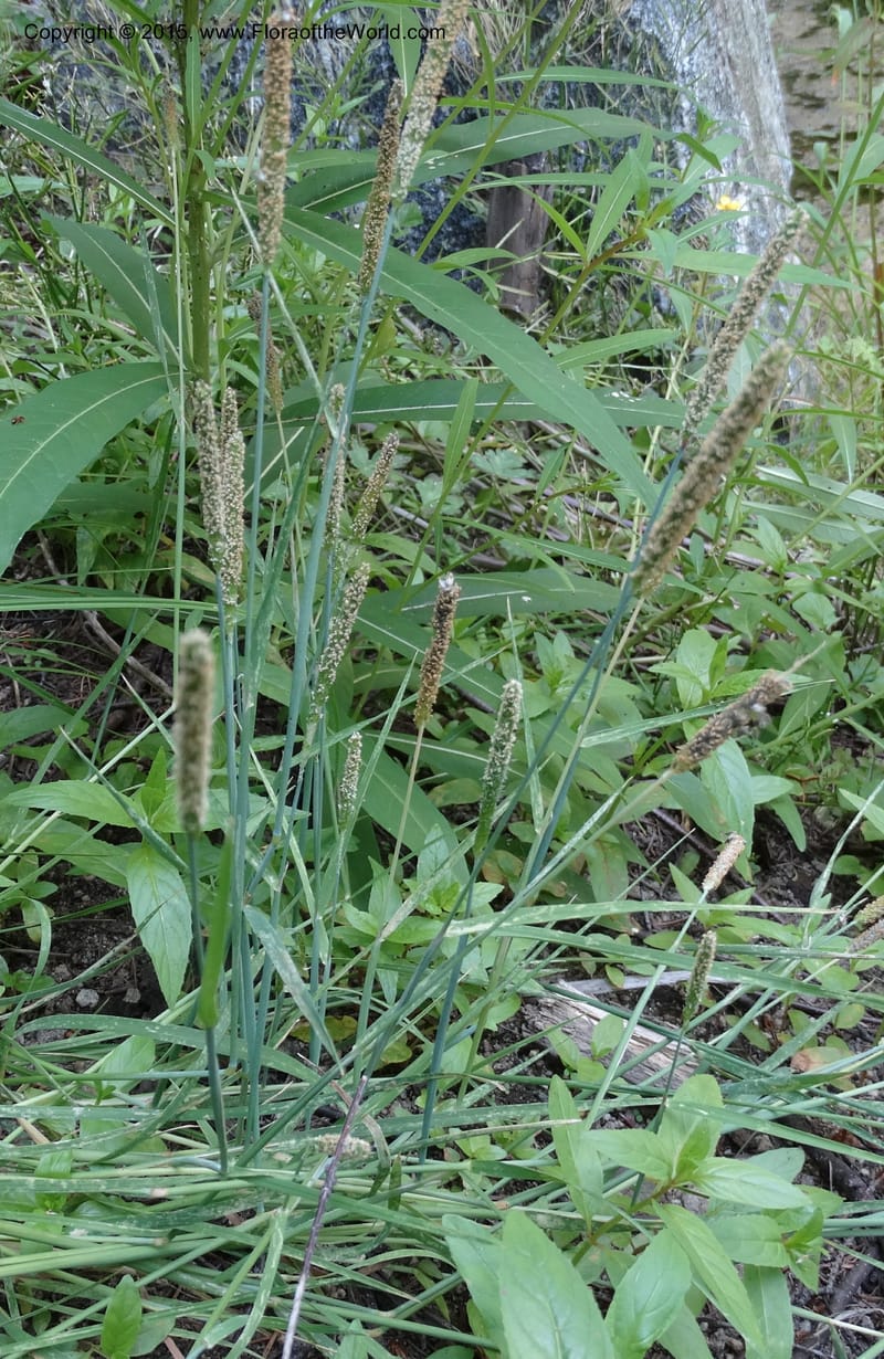 Alopecurus aequalis, Davidson, C 12610--Idaho. Valley Co. Payette Lake. Sylvan Cr. 20 Jul 2014. DSC00669 (101).JPG