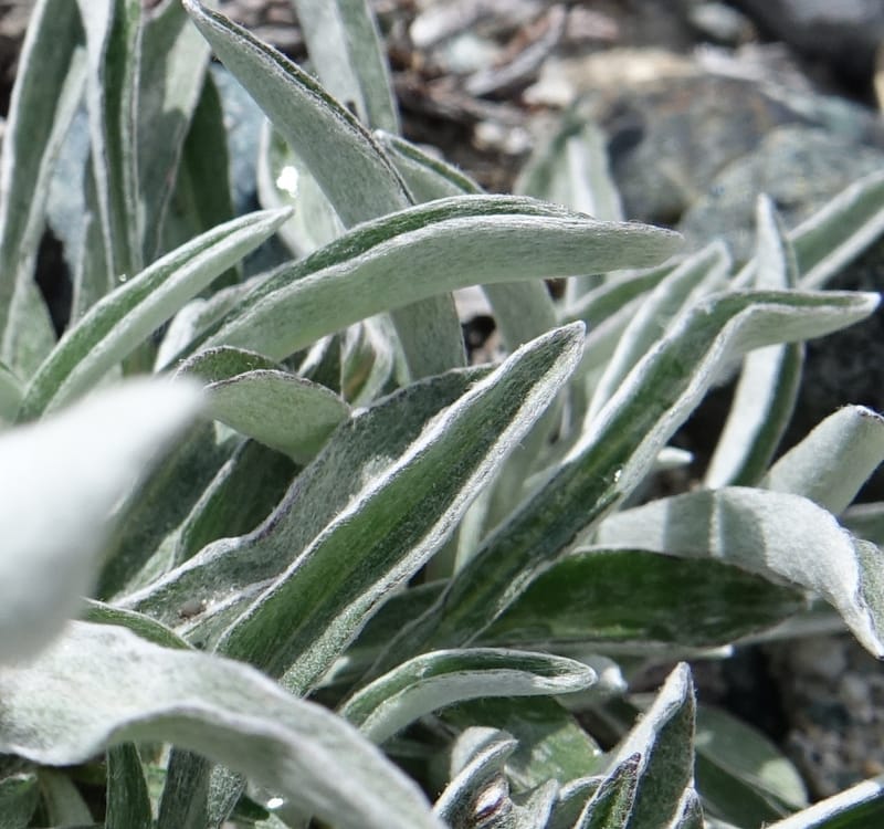 Leontopodium alpinum, Not collected--Switzerland. Sass Almagell. Lac Mattmark. 3 Jul 2016. DSC08449 (109).JPG