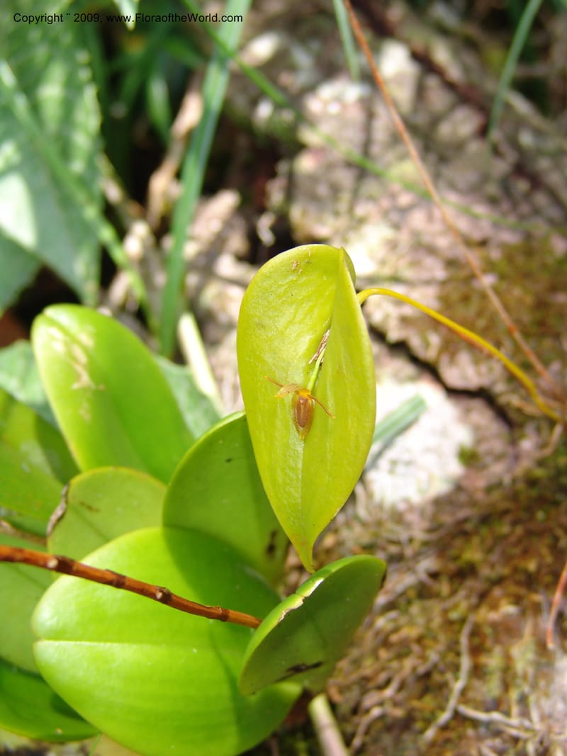 Stelis, DNeill15933--Ecuador. Prv. Zam. Ch. C del Condor. Wawaime plot. 22 Sep 07. 339.jpg